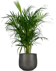 اریکا صفحه اصلی
