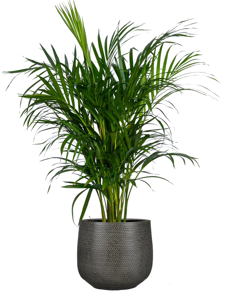 اریکا صفحه اصلی