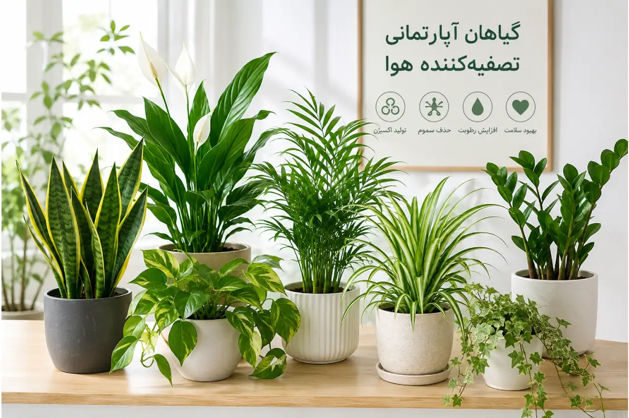 گیاهان آپارتمانی تصفیه کننده هوا