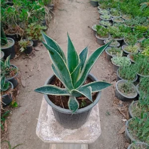 آگاو ابلق