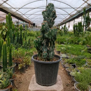 صخره ای
