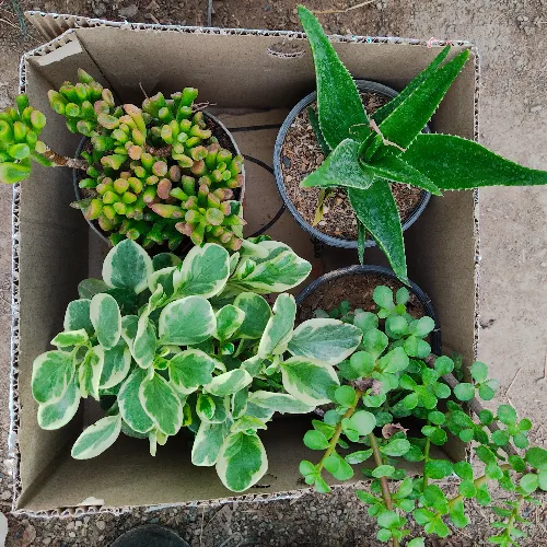 میکس 4تایی