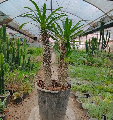 نخل ماداگاسکار سه تنه